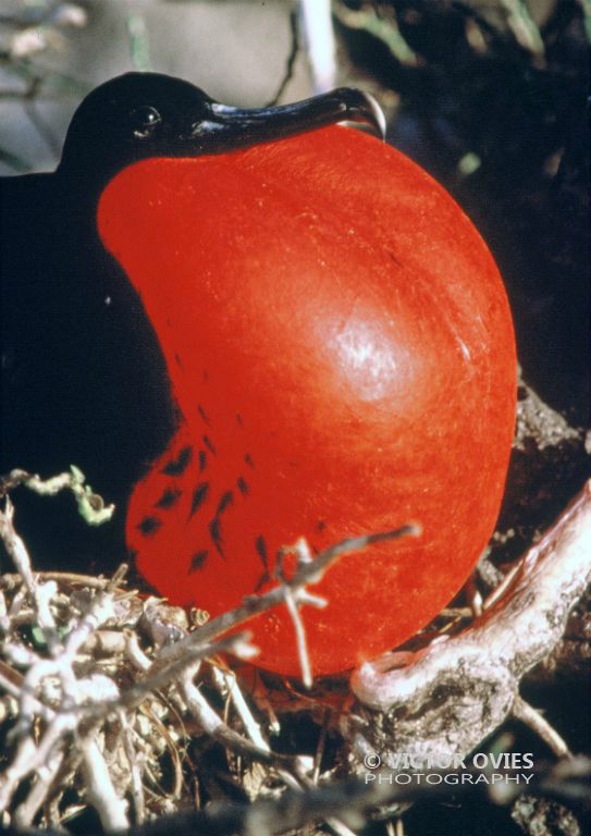 Fragata